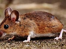 Новосибирец обнаружил под капотом авто мышку