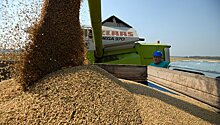 В августе начнутся поставки российской пшеницы в Венесуэлу