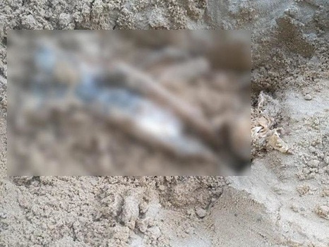 Соцсети: Труп животного нашел ребенок в песочнице в Кулебаках