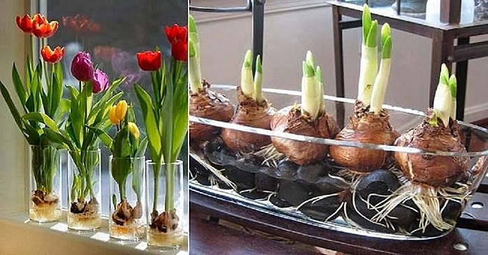 Цветущие тюльпаны круглый год! Секрет: вот как можно вырастить тюльпаны совсем без земли.