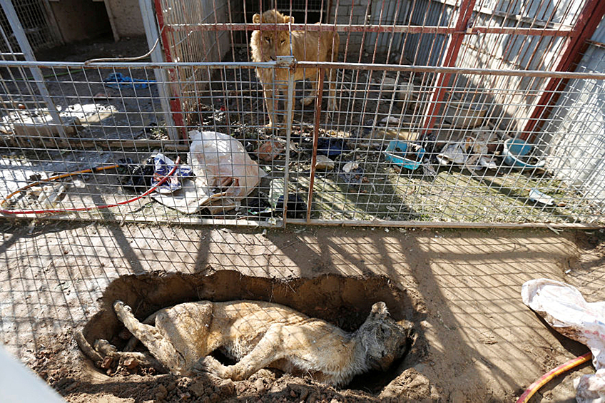 Лев в клетке смотрит на тело мертвой львицы в зоопарке Мосула