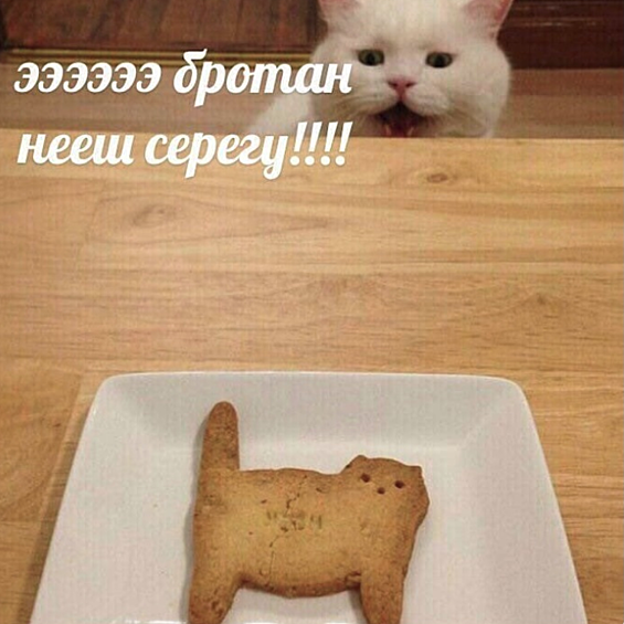 Персонажи мемов разговаривают на искаженном языке и часто являются котиками. Русские любят котов.