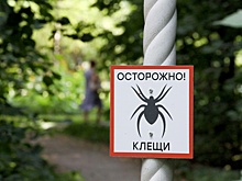 Биолог посоветовал пользоваться репеллентом для предотвращения укуса клеща
