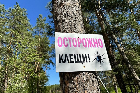 225 жителей Новосибирской области покусали клещи с начала весны