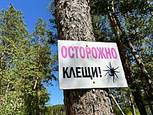 Клещи за неделю покусали ещё 1148 человек в Новосибирской области