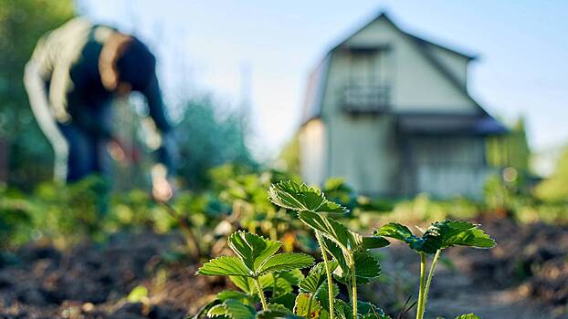 Как защитить растения на садовом участке от перепадов температур