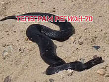 В Томске отдыхавшего на пляже мужчину госпитализировали после укуса гадюки