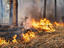 Глава Центра по проблемам экологии РФ указала на недостатки подсчета ущерба от лесных пожаров