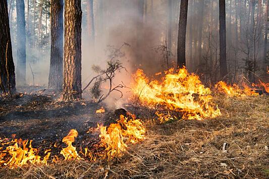 Глава Центра по проблемам экологии РФ указала на недостатки подсчета ущерба от лесных пожаров