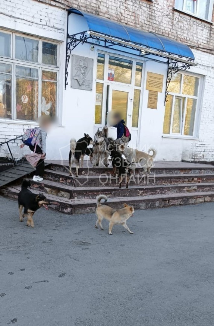 Большая стая собак у школы в кузбасском поселке обеспокоила местного жителя