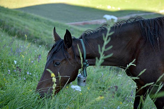 Российские спортсмены совершили восхождение на Эльбрус на лошадях карачаевской породы