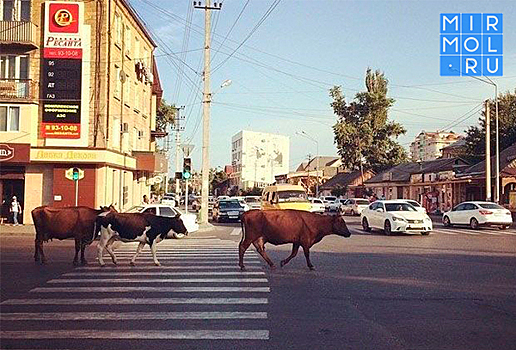 Мэрия Махачкалы будет отлавливать беспризорных коров