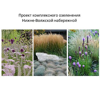 Нижневолжскую набережную планируют комплексно озеленить