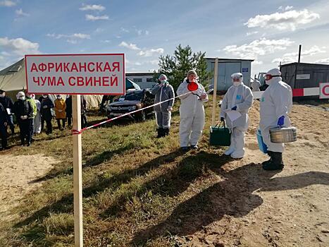 На ферме «Мираторга» обнаружили больных африканской чумой животных