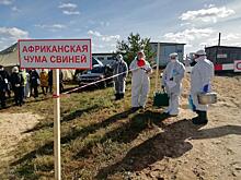 На ферме «Мираторга» обнаружили больных африканской чумой животных