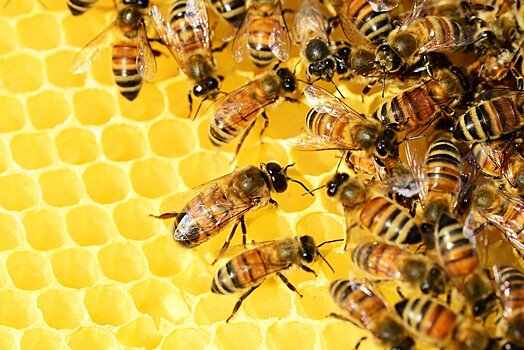 Офис ушедшего на удалёнку стартапа захватили 20 000 пчёл