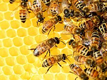 Офис ушедшего на удалёнку стартапа захватили 20 000 пчёл