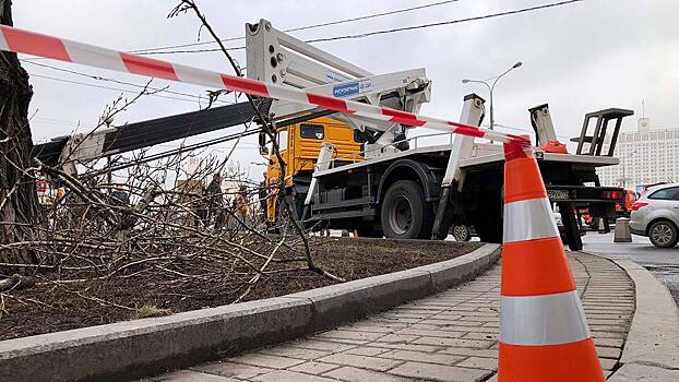 Один человек пострадал при падении дерева на северо-востоке Москвы