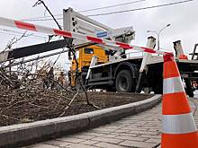 Один человек пострадал при падении дерева на северо-востоке Москвы