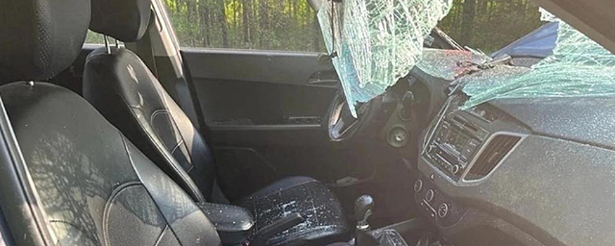 В Вологодской области под Кадуем женщина сбила лося и попала в больницу