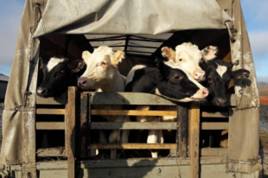 На дорогах Башкирии перед праздником усилят посты, чтобы не пропустить ящур