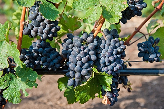 Волгоградцам рассказали, как распознать столовые виноград и свеклу