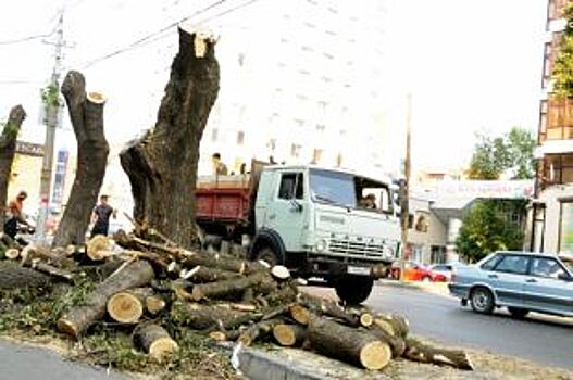 В Красноярске могут наказать подрядчиков за варварскую обрезку деревьев