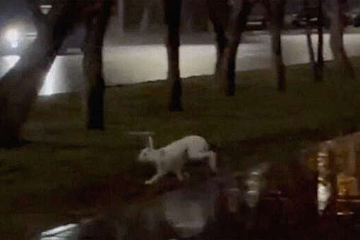 Белый заяц прибежал в парк Победы им. Жукова в Кемерове