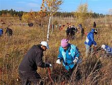 "КуйбышевАзот" ведет активную работу по восстановлению тольяттинского леса