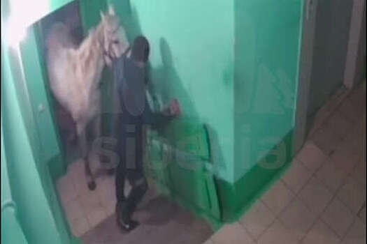 Мужчину, пытавшегося завести лошадь в квартиру, обвинили в хулиганстве