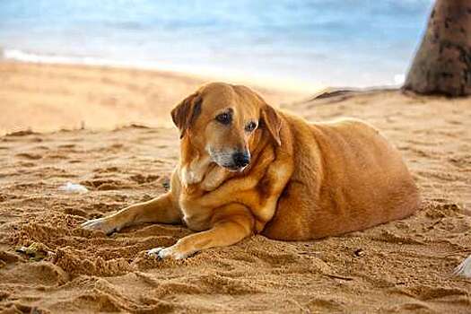 В США собака привела полицию к своей упавшей 86-летней хозяйке