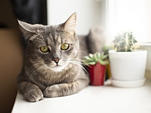 В Новосибирске живодер отделался условным сроком за убийство трех кошек