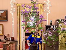 В Александровском дворце Царского Села зацвело шесть кустов сирени