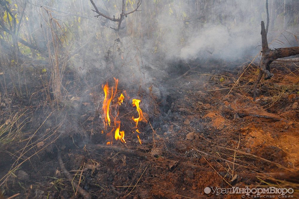 Прокуратура бьет в набат: готова ли Свердловская область к лесным пожарам?