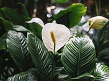 Где поставить спатифиллум, чтобы он цвел пышно и листья были крупными