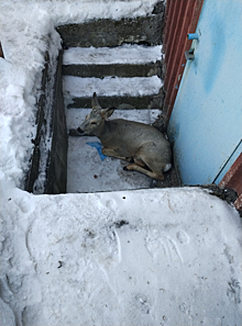 Рысь выбежала к людям в кузбасском городе