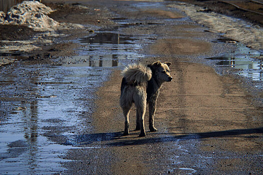 "Ходить страшно": горожанка пожаловалась на стаи собак в одном из районов Кемерова