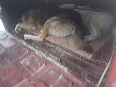 «Собака была мертва»: фирма по отлову бродячих животных забрала у волгоградки домашнего пса