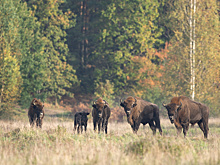 Зубр из мореного дуба. Музей в честь национального символа Беларуси открыли в Брестской области