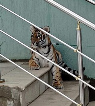 Жители Саратова заметили на улице живого тигра