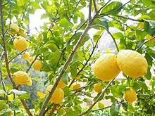 Перспективы ковидных ограничений в Удмуртии, секретные закупки Росгвардии и запрет на турецкие лимоны: новости к этому часу
