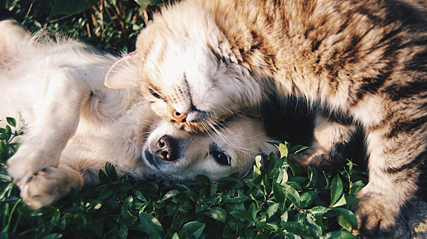 Российские ветеринары объяснили необходимость стрижки когтей у кошек и собак
