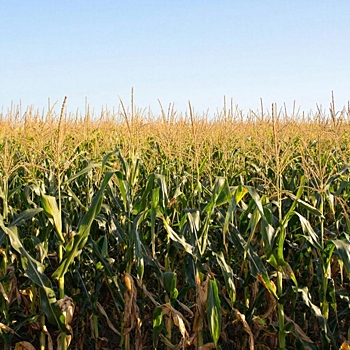 Удар по США: Россия устроила неприятности американским фермерам в Китае