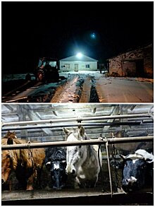 Работникам многострадального сельхозпредприятия в Малмыжском районе, где гибли лошади и коровы, выплатили долги по зарплате