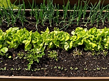 Как правильно сделать грядки своими руками: пошаговое руководство для огорода и дачи