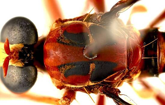 Учёные открыли новых насекомых и назвали их в честь супергероев