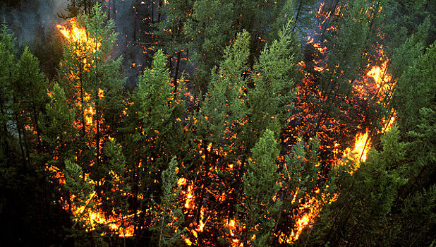Площадь лесных пожаров в Сибири превысила 100 тыс. га