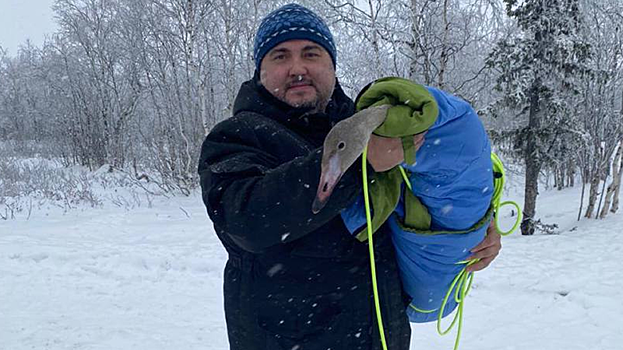 В салехардский приют «Дорога домой» доставили еще одного спасенного лебедя