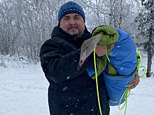 В салехардский приют «Дорога домой» доставили еще одного спасенного лебедя