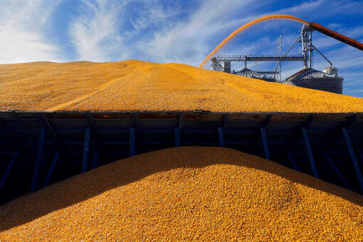 В Россельхознадзоре заявили, что пошлины ЕС на зерно не страшны для России